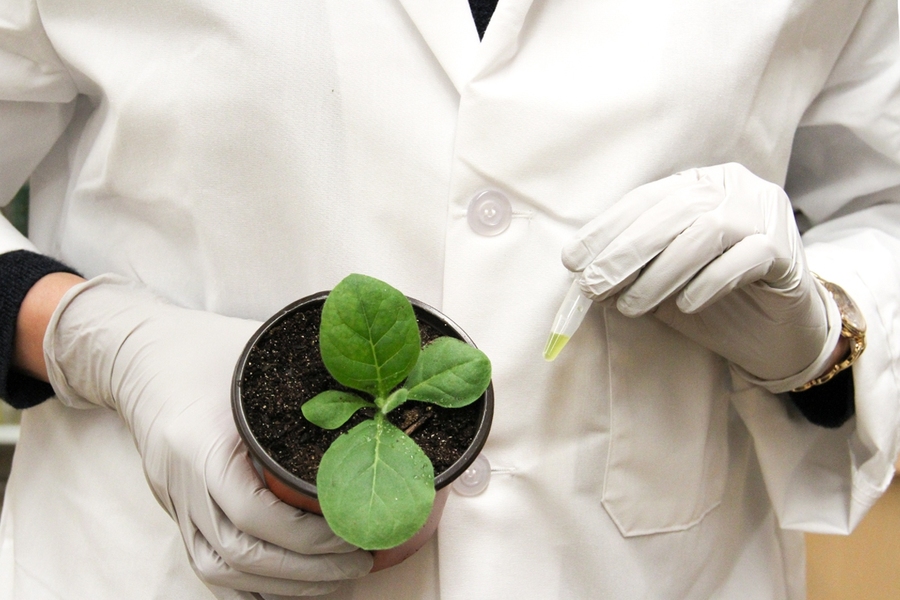 The Voigt lab, which was funded by J-WAFS seed grants in 2015 and 2017, is working to bring the nitrogen-fixing capacity of legumes into engineered cereal crops. 