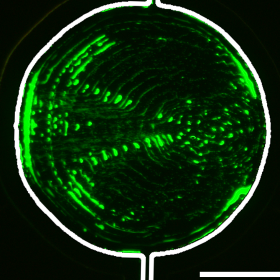 Patterns of suspended 1-micrometer polystyrene particles in channel shapes are given by a new AI platform (interior boundary highlighted in white). An applied surface acoustic wave propagates from left to right.  