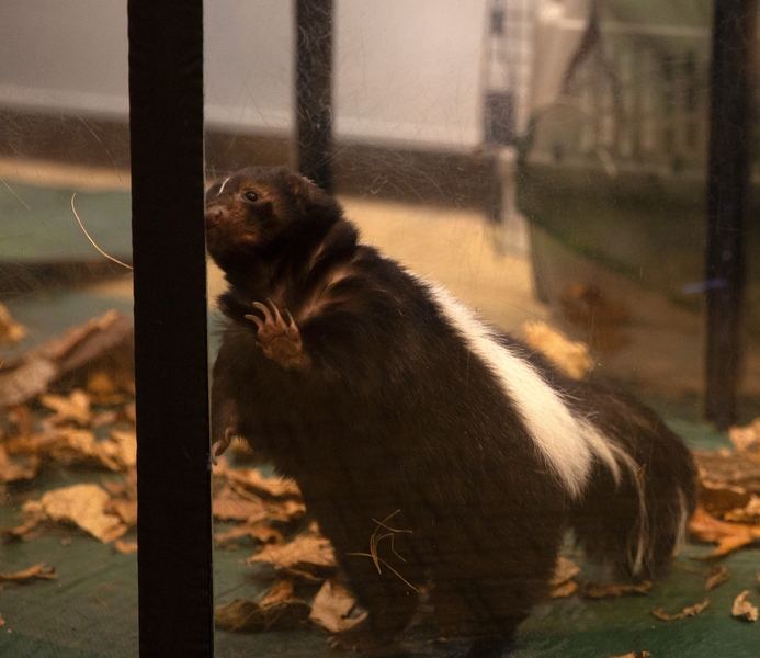Members of the Department of Chemical Engineering saw a striped skunk at one of the "Reasons to Go Outside" events.