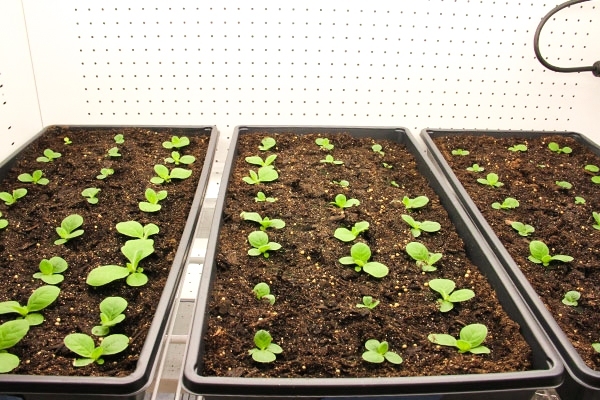 The Voigt lab is first testing its novel plant engineering techniques on tobacco plants in the lab. The goal is to imbue these plants with nitrogen-fixing capabilities through genetic editing. 
