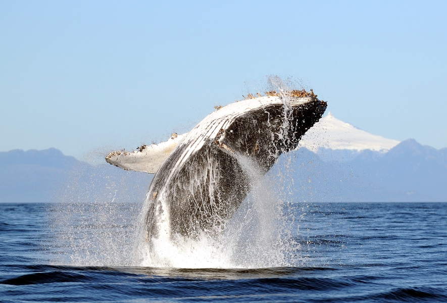 Humpback whales have seen a major rebound in numbers, thanks to conservation efforts, from a few hundred left in the 1970s to tens of thousands at present. 