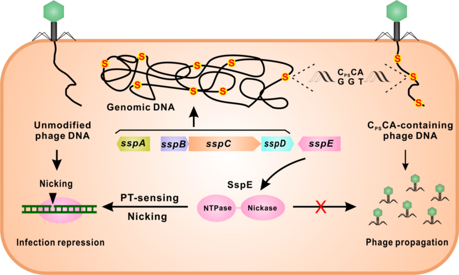 The newly discovered Ssp system prevents viral replication by nicking unmodified viral DNA. If the virus already possesses the phosphorothioate modification, then the Ssp system does not sense the invading DNA and the virus is allowed to replicate.