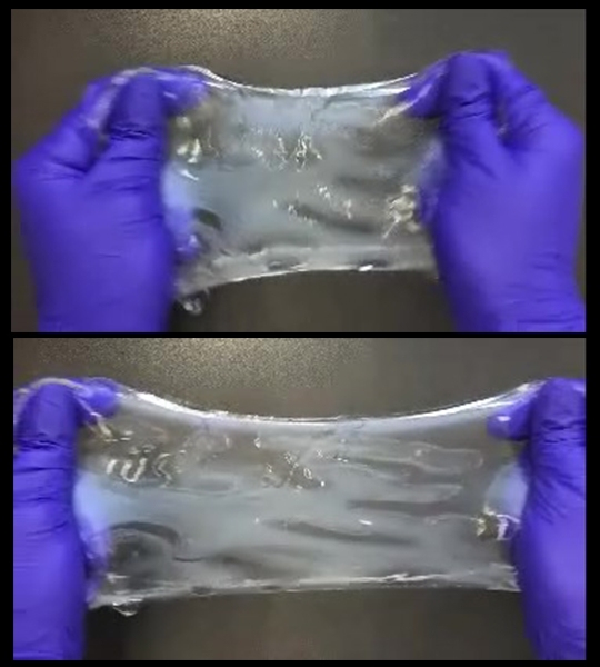 A new technology called ELAST transforms tissues, such as this slab of human brain, to make them reversibly stretchable or compressible, as well as much more durable. This allows them to be repeatedly stretched out or squished down thin for much faster infusion of labeling probes, which labs use to highlight cells or molecules under the microscope.