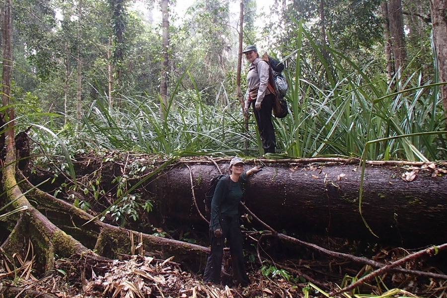 In this photo, Alison Hoyt stands on top of a log during a research trip in a peat swamp forest in Borneo. Tropical peatlands are permanently flooded forest lands, where the debris of fallen leaves and branches is preserved by the wet environment and continues to accumulate for centuries, rather than continually decomposing as it does in dryland forests.