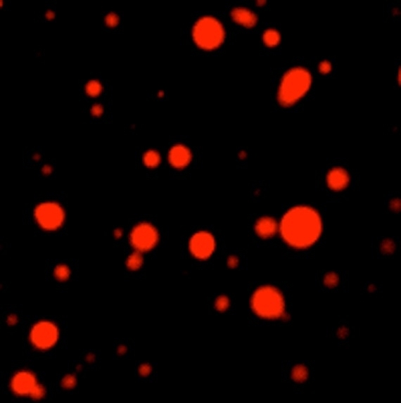 The cancer drug cisplatin concentrates in MED1 droplets in vitro.