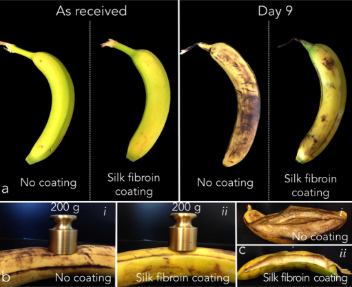 An edible silk-based coating developed by MIT Assistant Professor Benedetto Marelli can preserve food longer and prevent food waste. Marelli has teamed up with other Boston-based scientists to form Cambridge Crops, a spinout company using silk technologies to extend the shelf life of all sorts of perishable foods.