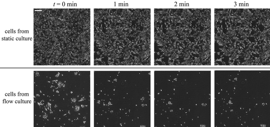 These images provide a comparison of the detachment of astrocytes from static and flow culture upon sudden high fluid shear stress. Astrocytes that were cultured under prolonged fluid shear stress detached from the surface much easier compared with those cultured under no flow. This result suggests to researchers that they might design catheter shapes to maximize the wall shear stress distribution...