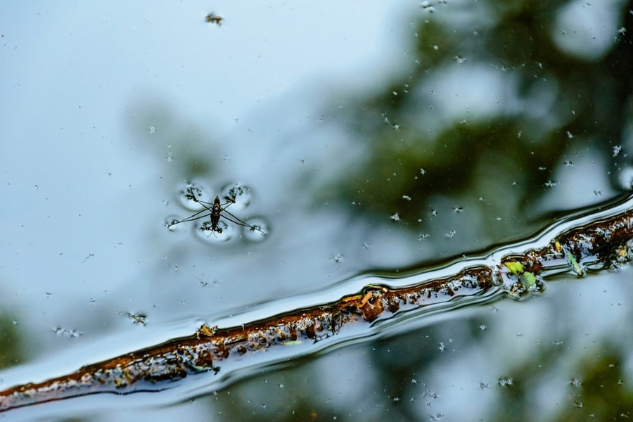 Surface tension is the property of water that enables bugs to skim the surface of water. Research by John Lienhard and Kishor Nayar to understand how the surface tension of seawater changes with temperature and salinity has become an international standard.