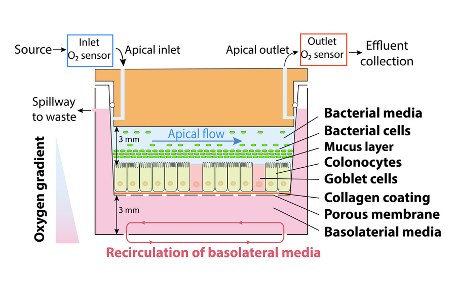 microbiome model