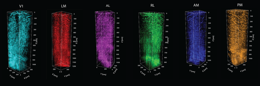 Image of six columns made up of blood vessels and myelin, colored cyan, red, magenta, green, blue, and yellow (left to right)