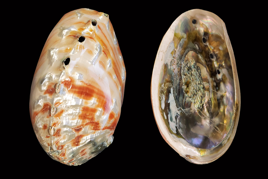 Photo of an abalone shell with nacre layer exposed
