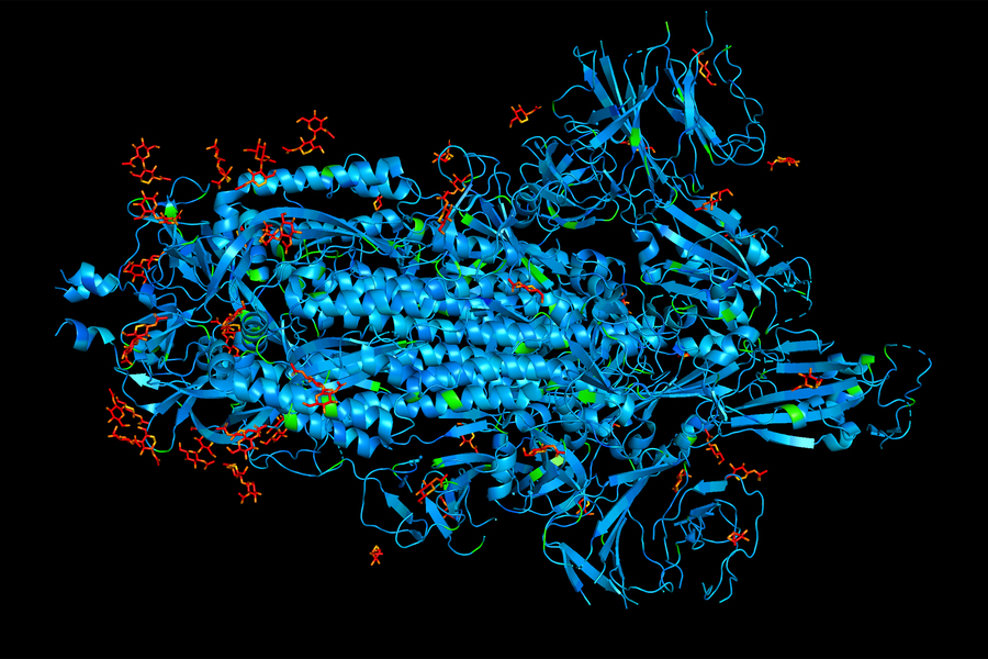 protein spikes on coronaviruses
