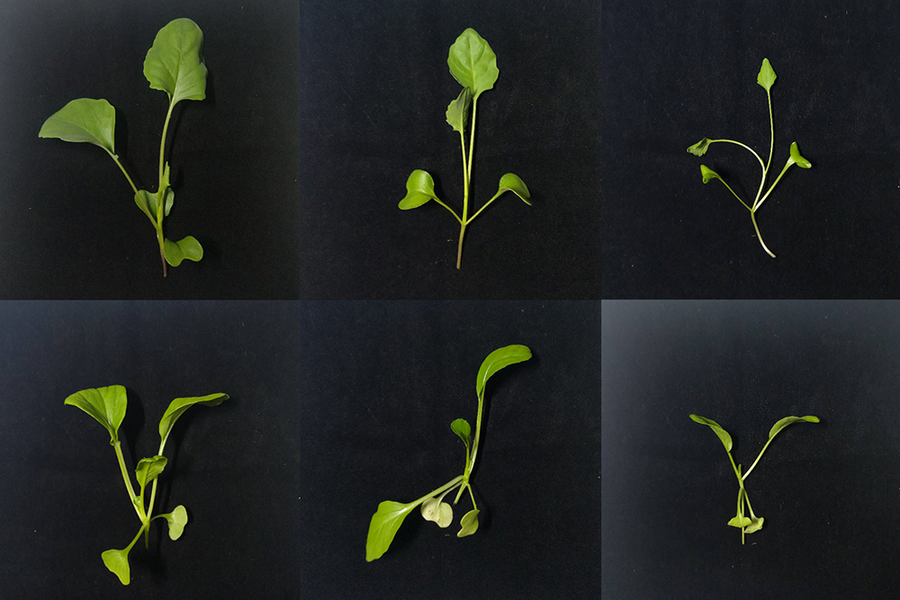 A 3x2 grid of green seedlings on a black background