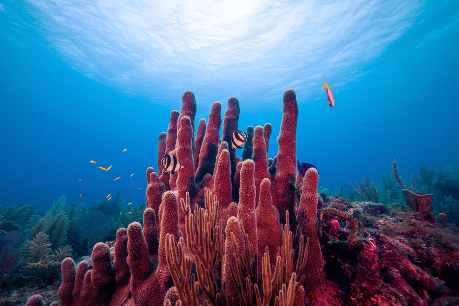 coral reef