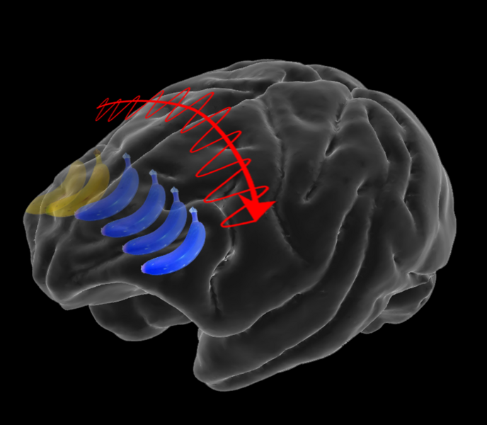 Illustration of a banana crossing from one side of a translucent brain model to the other, following an arrow that is wrapped in a wavy line