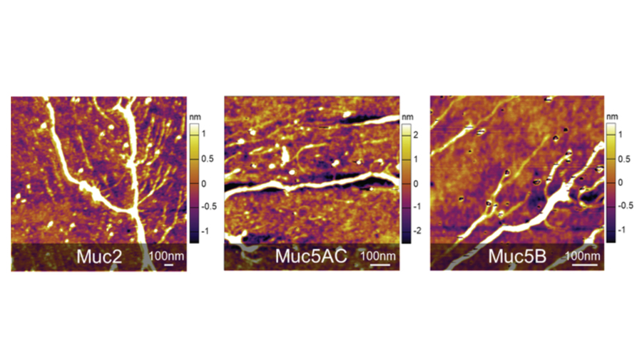 atomic force microscopy of mucus