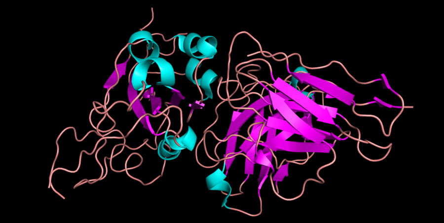 Illustration of proteins, which look like jumbled masses of strings, one with pink thick sections (right), one with cyan thick sections