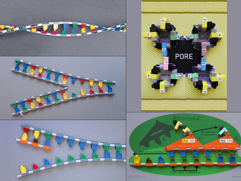 Closeup photos of a block models using colored plastic. The models look like a DNA helix, RNA chains unzipping, etc.