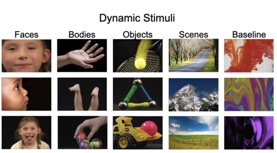 images used in the study