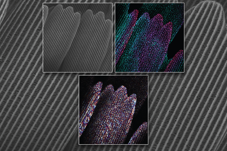 sem images