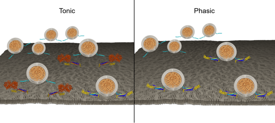 Side-by-side cartoons show little balls floating to a gray surface. Squiggly proteins of different colors attach to the surface and the balls.