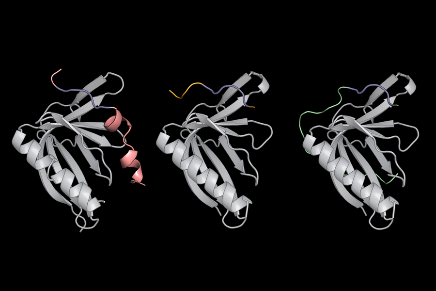 3D illustration of three proteins, which appear as gray twisted and partially helical lines, along with small sections that are colored pink, blue, green, or yellow