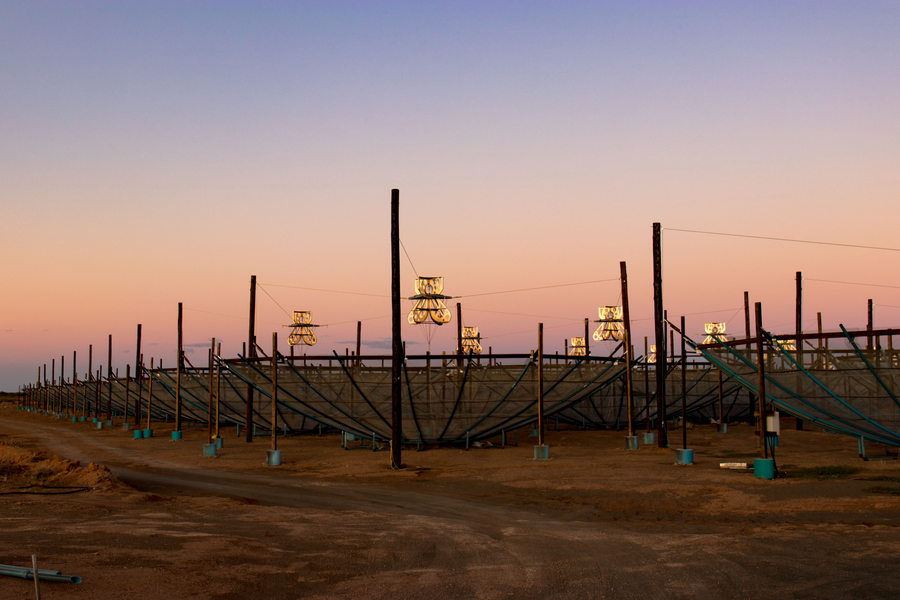 Photo of dishes in the HERA​ radio interferometric array at either dawn or dusk