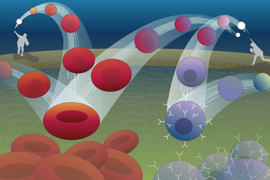Illustration of two baseball pitchers throwing cells like baseballs. In one trajectory, the baseball gradually turns into a red blood cell; in the other a baseball turns into a purple, spiked cell.