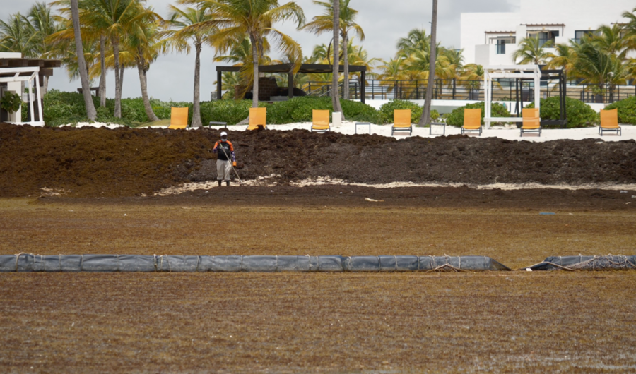 Photo of sargassum covering a beach