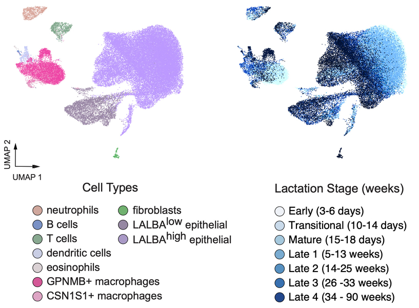 Over 50,000 individual cells from all milk samples 