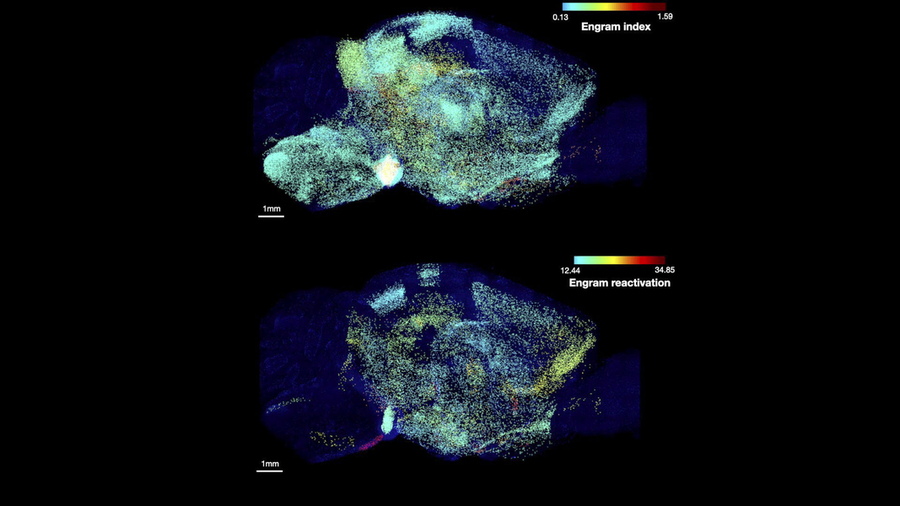 Two brain cross sections flouresce in a rainbow of colors corresponding to individual regions active in storing or recalling a memory.