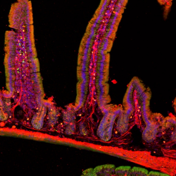 Microscopic image of mouse small intestine shows mostly red and purple cells arranged in protrusions from a bottom layer