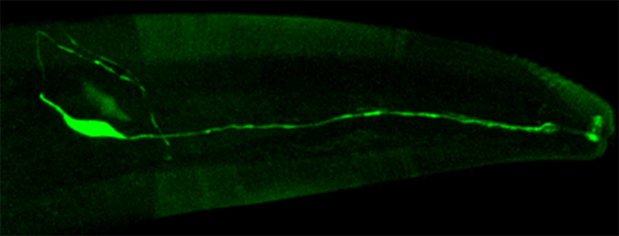 On a black background, worm cells glow a dull green. A single neuron glows much brighter and stretches from the left side of the image all the way to the right.