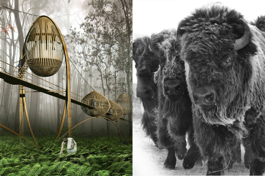 On the left, a bamboo bridge with suspended egg-like coccoons, with a person in robes foraging through ferns. On the right, a grayscale photograph of several buffalo looking at the camera.