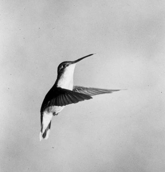 A hummingbird in mid-flight with its wings in front