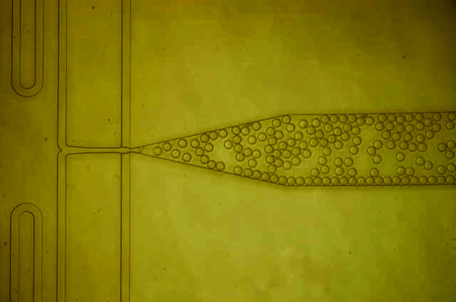 A closeup of a microfluidic device, with many circular droplets inside a pipette-type chamber.