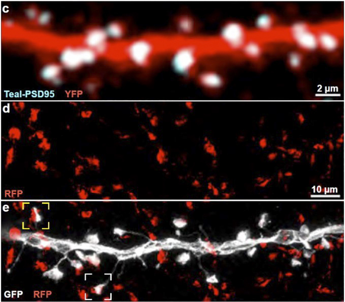 Three vertically stacked horizontal panels. The top shows a long thick red srip with white dots along its length. The seond shows red splotches. The third shows the red splotches overlaid on a spiny white strip. Two areas where the red and white collide are boxed.