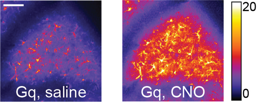 Two panels each show a lump of cells. On the left the colors are a dull purple with few cells visible in orange and yellow. On the right the cells are lit up in bright orange and yellow. 
