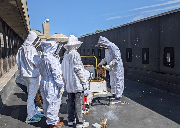 Five students wearing white beekeepers gear attend to the MIT hive. One is removing a honeycomb as bees fly around them.
