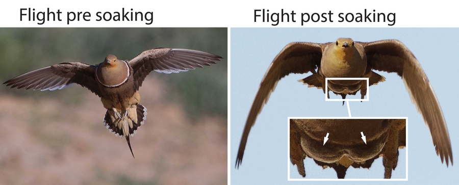 Two images compare the flying sandgrouse. The left says, “Flight pre soaking,” and on the right it says “flight post soaking.” The right has an inset that highlights two protruding pouches on the underside of the sandgrouse.