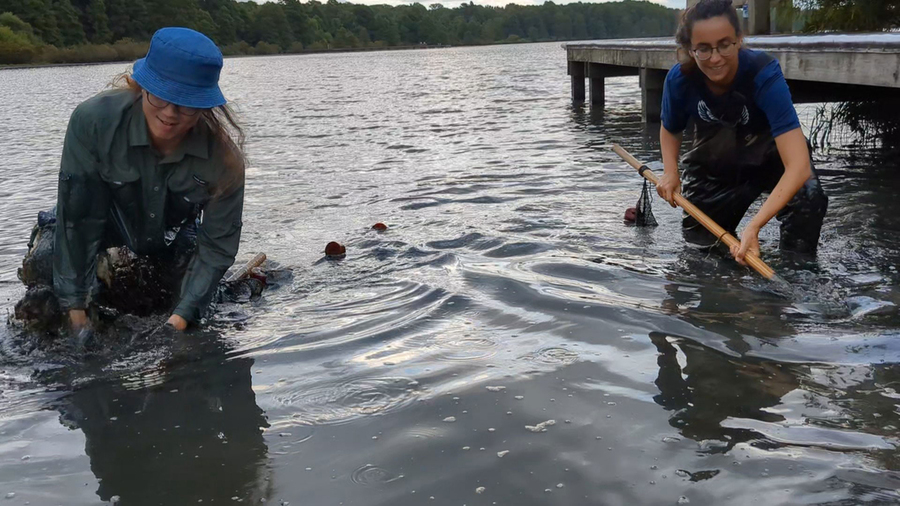 Two people in knee-deep water use long rods as a tool.