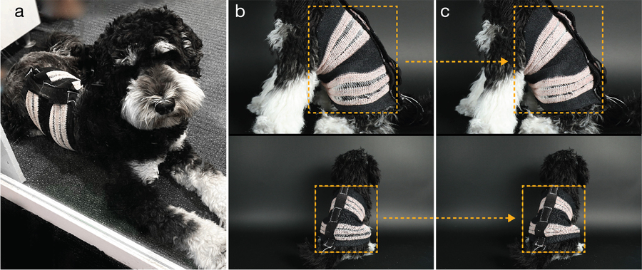 An adorable black-and-white dog calmy wears a little black-and-white harness in 5 photos labeled, “A, B, C.” The photos show how the harness looks when it is not squeezed and then squeezed.