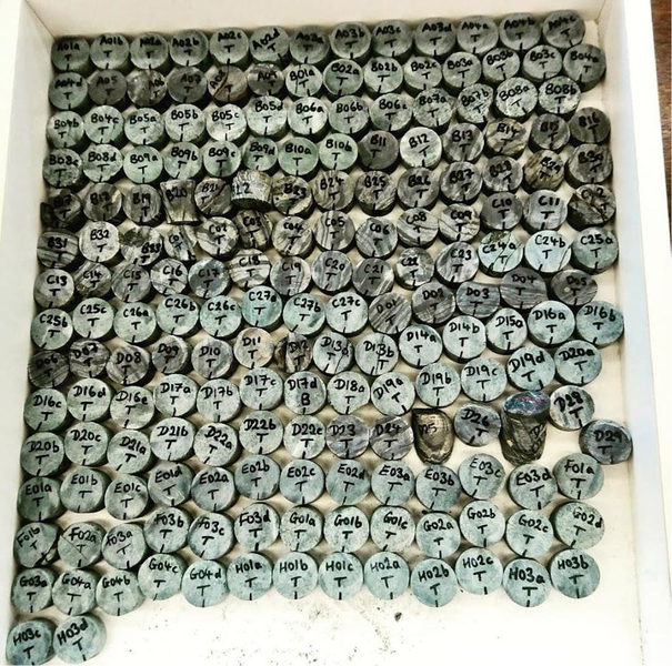 About 200 samples resemble thick coins and have written labels on them, like D17a.