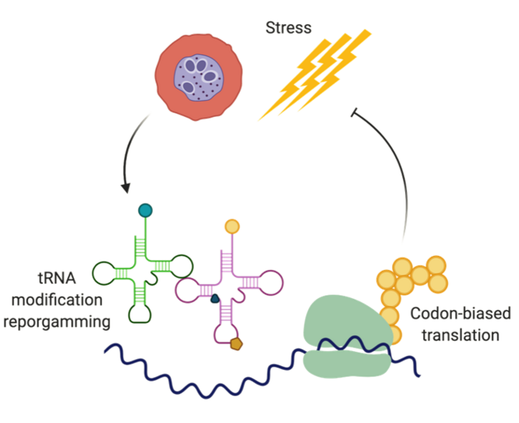 Scientific diagram shows a circular relationship between stress, tRNA reprogramming, and codon-biased translation