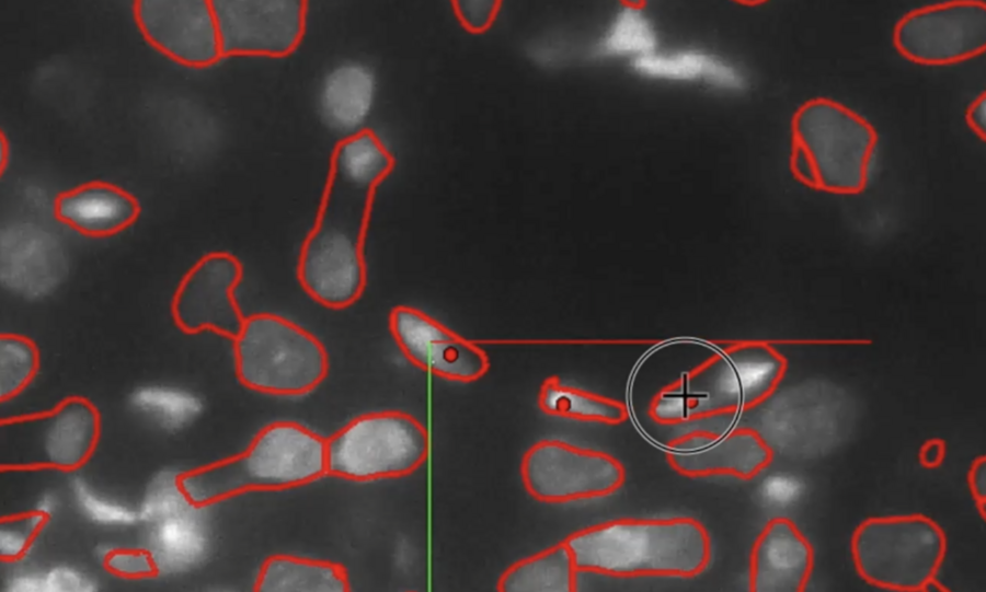 Data within NeuroTrALE shows a black background with pale grey oval shapes outlined in red.