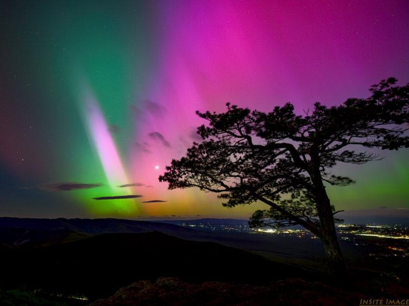 Green and pink aurora in the sky with a silhouetted tree in the foreground