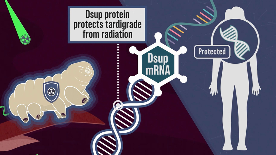 From left to right are a tardigrade, an mRNA strand, and a human. Text describes how “Dsup protein protects tardigrade from radiation.”