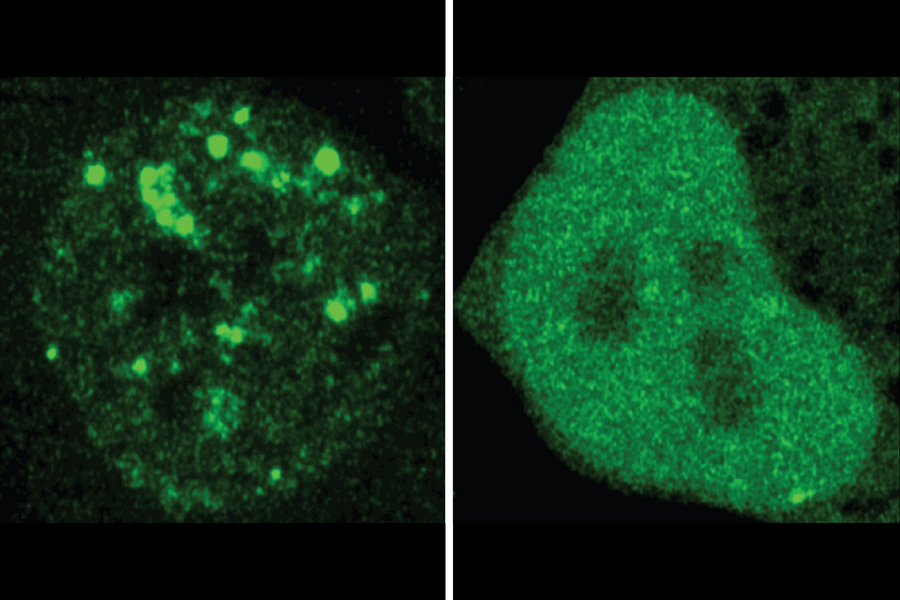 Two micrographs. On the left, small, bright green fuzzy dots appear within a larger space. On the right, the bright green coloration is dispersed throughout most of the space