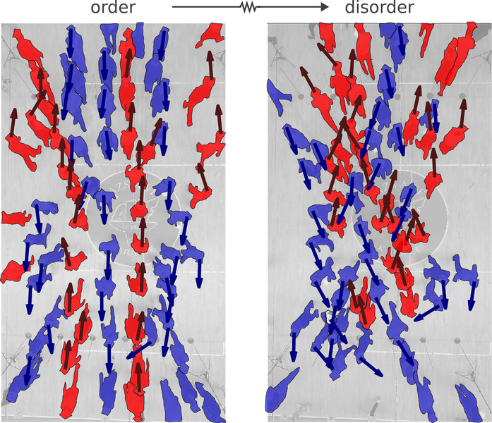 Two images show an aerial view of people walking on a crosswalk. On left is “order” and people walk in straight lines. On right is “disorder” and people are bumping into each other.