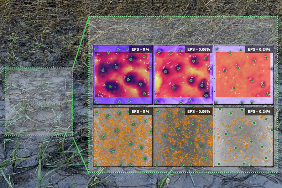 Two rows against a background of mangrove roots. Top row shows buildup of particles, and bottom row shows microplastic particles in orange. The less EPS, the more microparticles.
